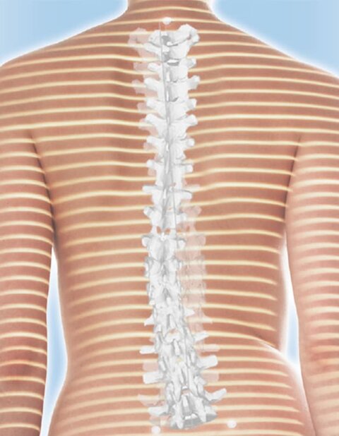 Graphische Darstellung einer menschlichen Wirbelsäule